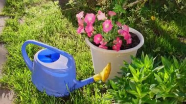 Bahçe aletleri. Çiçek tarlasına ve saksıya çiçek konmuş bahçedeki sulama bitkileri için mavi plastik sulama kutusu. Bahçe işleri hobisi