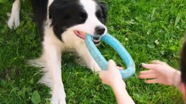 Hayvan aktivitesi. Köpek yavrusu sınır köpeği Collie dışarıda mavi çekerli halka oyuncağıyla oynuyor. Sahibi tanınmayan bir kadın evcil köpek arkadaşıyla el ele oynuyor, parkta yürüyor. İnsan ve hayvan arkadaşlığı kavramı