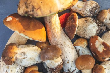 Sonbahar sonbahar kompozisyonu. Yenebilir çiğ mantarlar Penny Bun koyu siyah taştan bir arka planda. Gri masada ağlar. Lezzetli organik mantar gurmesi pişirmek. Düz üst görünüm