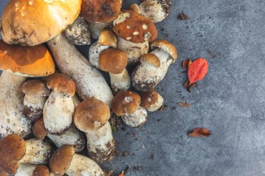 Sonbahar sonbahar kompozisyonu. Yenebilir çiğ mantarlar Penny Bun koyu siyah taştan bir arka planda. Gri masada ağlar. Lezzetli organik mantar gurmesi pişirmek. Düz görünüm kopyalama alanı