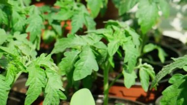 Evdeki pencere pervazında saksıda domates fideleri. Bir sürü küçük yeşil bitki saksılarda yetişiyor. Serada bebek bitkileri ekiliyor. Bahçıvanlık, çiftçilik, tarım fideleri. Bahar bahçesi işi.
