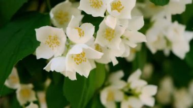 Baharda güzel yasemin çiçekleri açar. Yasemin çalılarının çiçek açtığı bir arka plan. İlham verici doğal bahar çiçekleri çiçek açan bahçe ya da park. Çiçek sanat tasarımı. Aromaterapi kavramı