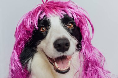 Pet dog border collie wearing colorful curly lilac wig isolated on white background. Funny puppy in pink wig in carnival or halloween party. Emotional pet muzzle. Grooming barber hairdresser concept