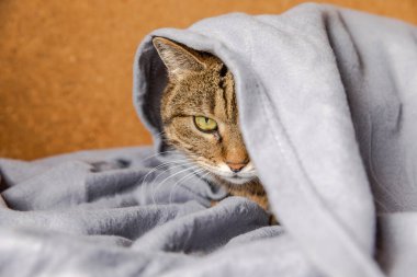 Komik küstah yerli tekir kedi, kareli kanepenin altında yatıyor. Yavru kedi soğuk sonbahar kış havasında battaniyenin altında saklanarak evde dinleniyor. Hayvan hayatı. Ruh hali konsepti.