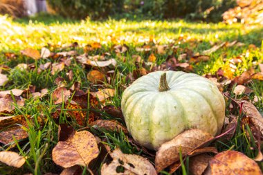 Sonbahar Arkaplanı. Kurumuş sonbahar balkabağı bahçenin arka bahçesini terk eder. Ekim Eylül duvar kâğıdı Mevsimler değişti Olgun organik gıda konsepti Cadılar Bayramı partisi Şükran Günü