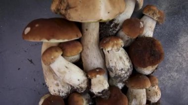 Sonbahar sonbahar kompozisyonu. Yenebilir çiğ mantarlar Penny Bun koyu siyah taştan bir arka planda. Gri masada ağlar. Lezzetli organik mantar gurmesi pişirmek. Düz üst görünüm