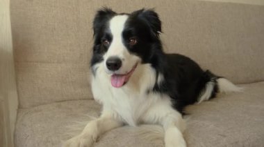 Köpek yavrusu Collie 'nin evde kanepede yatarken komik portresi. Evdeki kanepede dinlenen sevimli bir köpek. Hayvan yaşam konsepti