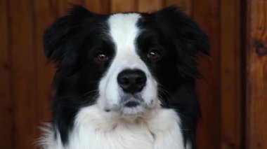 Köpek yavrusu sınır köpeğinin komik portresi. Evde oynayan sevimli bir evcil köpek. Hayvan yaşam konsepti