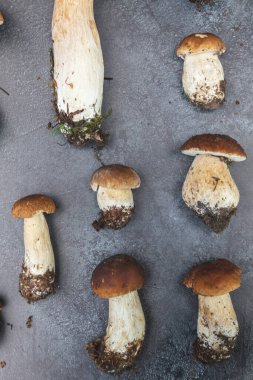 Sonbahar sonbahar kompozisyonu. Yenebilir çiğ mantarlar Penny Bun koyu siyah taştan bir arka planda. Gri masada ağlar. Lezzetli organik mantar gurmesi pişirmek. Düz üst görünüm