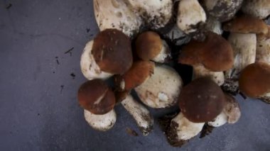 Sonbahar sonbahar kompozisyonu. Yenebilir çiğ mantarlar Penny Bun koyu siyah taştan bir arka planda. Gri masada ağlar. Lezzetli organik mantar gurmesi pişirmek. Düz üst görünüm