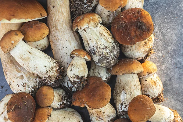 Sonbahar sonbahar kompozisyonu. Yenebilir çiğ mantarlar Penny Bun koyu siyah taştan bir arka planda. Gri masada ağlar. Lezzetli organik mantar gurmesi pişirmek. Düz üst görünüm