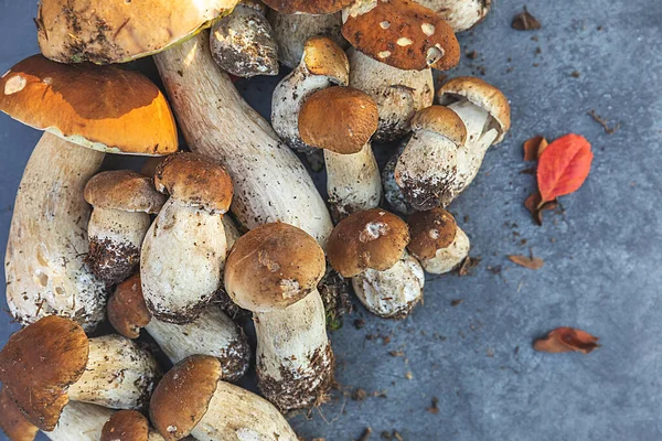 Sonbahar sonbahar kompozisyonu. Yenebilir çiğ mantarlar Penny Bun koyu siyah taştan bir arka planda. Gri masada ağlar. Lezzetli organik mantar gurmesi pişirmek. Düz görünüm kopyalama alanı