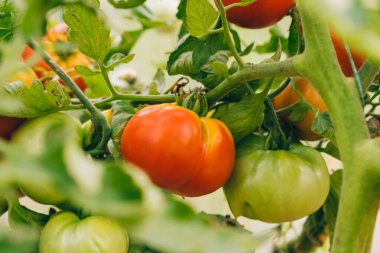Bahçıvanlık ve tarım kavramı. Serada yetişen taze organik kırmızı domatesler. Sera ürünleri. Sebzeli vejetaryen ev yapımı gıda üretimi