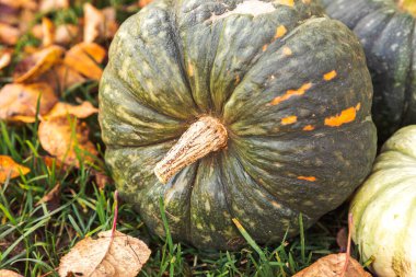 Sonbahar Arkaplanı. Sonbahar balkabakları kurumuş sonbahar yaprakları arka planda kalır. Ekim Eylül duvar kâğıdı Mevsimler değişti Olgun organik gıda konsepti Cadılar Bayramı partisi Şükran Günü