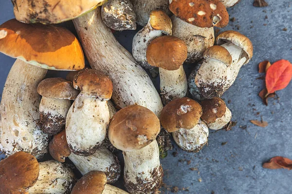 Sonbahar sonbahar kompozisyonu. Yenebilir çiğ mantarlar Penny Bun koyu siyah taştan bir arka planda. Gri masada ağlar. Lezzetli organik mantar gurmesi pişirmek. Düz üst görünüm