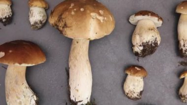 Sonbahar sonbahar kompozisyonu. Yenebilir çiğ mantarlar Penny Bun koyu siyah taştan bir arka planda. Gri masada ağlar. Lezzetli organik mantar gurmesi pişirmek. Düz üst görünüm