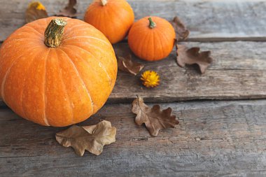 Sonbahar Arkaplanı. Doğal sonbahar sonbahar manzaralı balkabakları ahşap arka planda. İlham verici Ekim ya da Eylül duvar kağıdı. Mevsimlerin değişimi olgun organik gıda konsepti. Cadılar Bayramı partisi Şükran Günü