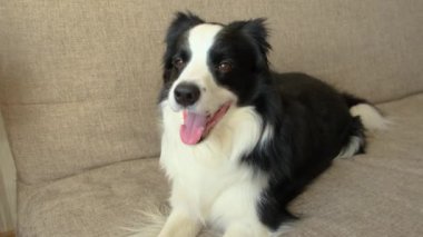 Köpek yavrusu Collie 'nin evde kanepede yatarken komik portresi. Evdeki kanepede dinlenen sevimli bir köpek. Hayvan yaşam konsepti