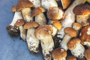 Sonbahar sonbahar kompozisyonu. Yenebilir çiğ mantarlar Penny Bun koyu siyah taştan bir arka planda. Gri masada ağlar. Lezzetli organik mantar gurmesi pişirmek. Düz üst görünüm