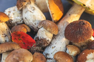 Sonbahar sonbahar kompozisyonu. Yenebilir çiğ mantarlar Penny Bun koyu siyah taştan bir arka planda. Gri masada ağlar. Lezzetli organik mantar gurmesi pişirmek. Düz üst görünüm