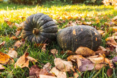 Sonbahar Arkaplanı. Sonbahar balkabakları kurumuş sonbahar yaprakları arka planda kalır. Ekim Eylül duvar kâğıdı Mevsimler değişti Olgun organik gıda konsepti Cadılar Bayramı partisi Şükran Günü