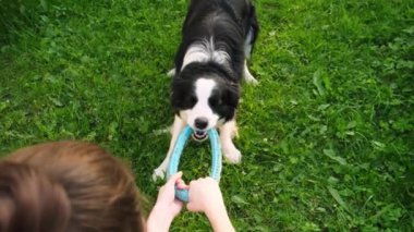 Hayvan aktivitesi. Köpek yavrusu sınır köpeği Collie dışarıda mavi çekerli halka oyuncağıyla oynuyor. Sahibi tanınmayan bir kadın evcil köpek arkadaşıyla el ele oynuyor, parkta yürüyor. İnsan ve hayvan arkadaşlığı kavramı