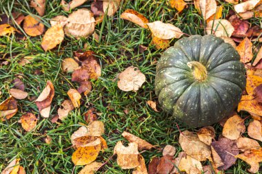 Sonbahar Arkaplanı. Kurumuş sonbahar balkabağı bahçenin arka bahçesini terk eder. Ekim Eylül duvar kâğıdı Mevsimler değişti Olgun organik gıda konsepti Cadılar Bayramı partisi Şükran Günü