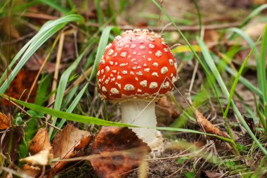 Zehirli halüsinojen mantar Fly Agaric ve sonbahar ormanındaki çimlerde sarı yapraklar. Kırmızı zehirli Amanita Muscaria mantar makrosu doğal ortamda yakınlaşır. İlham verici doğal sonbahar manzarası