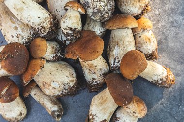 Sonbahar sonbahar kompozisyonu. Yenebilir çiğ mantarlar Penny Bun koyu siyah taştan bir arka planda. Gri masada ağlar. Lezzetli organik mantar gurmesi pişirmek. Düz üst görünüm