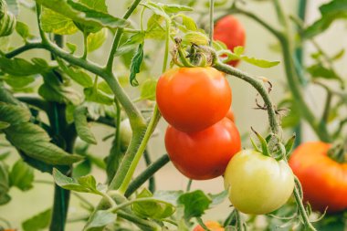 Bahçıvanlık ve tarım kavramı. Serada yetişen taze organik kırmızı domatesler. Sera ürünleri. Sebzeli vejetaryen ev yapımı gıda üretimi