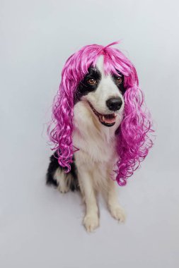 Pet dog border collie wearing colorful curly lilac wig isolated on white background. Funny puppy in pink wig in carnival or halloween party. Emotional pet muzzle. Grooming barber hairdresser concept