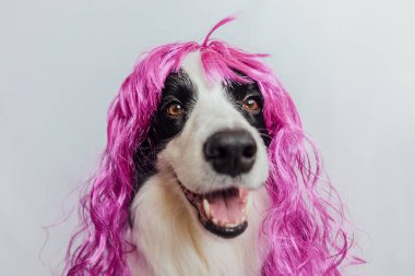 Pet dog border collie wearing colorful curly lilac wig isolated on white background. Funny puppy in pink wig in carnival or halloween party. Emotional pet muzzle. Grooming barber hairdresser concept