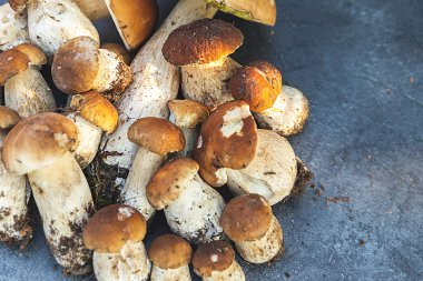 Sonbahar sonbahar kompozisyonu. Yenebilir çiğ mantarlar Penny Bun koyu siyah taştan bir arka planda. Gri masada ağlar. Lezzetli organik mantar gurmesi pişirmek. Düz üst görünüm