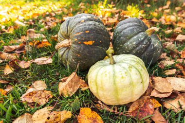 Sonbahar Arkaplanı. Sonbahar balkabakları kurumuş sonbahar yaprakları arka planda kalır. Ekim Eylül duvar kâğıdı Mevsimler değişti Olgun organik gıda konsepti Cadılar Bayramı partisi Şükran Günü