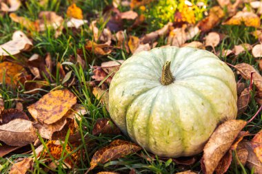 Sonbahar Arkaplanı. Kurumuş sonbahar balkabağı bahçenin arka bahçesini terk eder. Ekim Eylül duvar kâğıdı Mevsimler değişti Olgun organik gıda konsepti Cadılar Bayramı partisi Şükran Günü