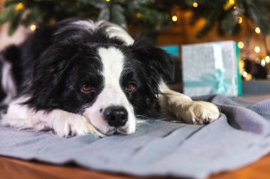 Evdeki Noel ağacının yanında duran hediye kutusuyla ve çözülmüş çelenk ışıklarıyla şirin köpek yavrusu Colie 'nin komik portresi. Tatil için hazırlık. Mutlu Noeller konsepti