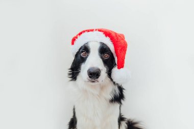 Beyaz arka planda izole edilmiş kırmızı Noel Baba şapkası giyen sevimli gülümseyen yavru köpek sınır köpeğinin komik portresi. Tatil için hazırlık. Mutlu Noeller konsepti