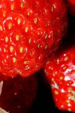 Çilek bitkisinin endüstriyel yetiştirilmesi. Olgun kırmızı meyveli, çilekli, makro yakından. Çilek arkaplanı. Çiftlikte böğürtlen yetiştirmek doğaldır. Çevresel sağlıklı organik gıda konsepti