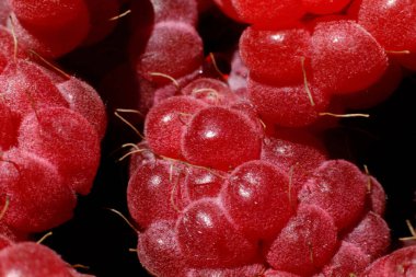 Ahududu bitkisinin endüstriyel yetiştirilmesi. Olgun kırmızı meyveli ahududu makrosu çok yakından. Ahududu arkaplanı. Çiftlikte böğürtlen yetiştirmek doğaldır. Çevresel sağlıklı organik gıda konsepti