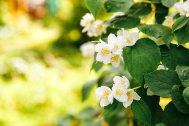 Baharda güzel yasemin çiçekleri açar. Yasemin çalılarının çiçek açtığı bir arka plan. İlham verici doğal bahar çiçekleri çiçek açan bahçe ya da park. Çiçek sanat tasarımı. Aromaterapi kavramı