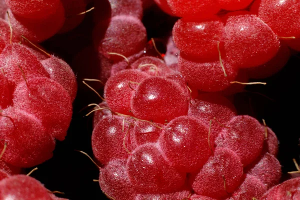 Ahududu bitkisinin endüstriyel yetiştirilmesi. Olgun kırmızı meyveli ahududu makrosu çok yakından. Ahududu arkaplanı. Çiftlikte böğürtlen yetiştirmek doğaldır. Çevresel sağlıklı organik gıda konsepti