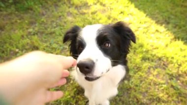 Tanınmayan kişi, akıllı, aç köpek yavrusunu iyi halden ödüllendirmek için elleriyle besliyor. Evcil köpek çoban köpeği eğitimi. Dışarıdaki sevimli, oynak köpeği olan sahibi.