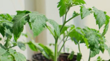 Evdeki pencere pervazında saksıda domates fideleri. Bir sürü küçük yeşil bitki saksılarda yetişiyor. Serada bebek bitkileri ekiliyor. Bahçıvanlık, çiftçilik, tarım fideleri. Bahar bahçesi işi.
