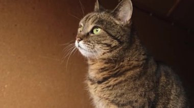 Koyu kahverengi arka planda poz veren kibirli kısa saçlı tekir kedi. Evde dinlenen küçük kedi yavrusu. Hayvan bakımı ve hayvan hayatı konsepti