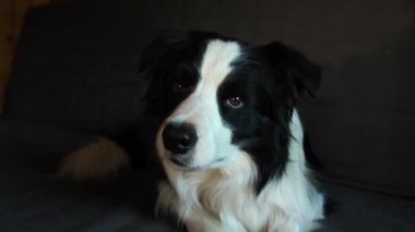 Köpek yavrusu Collie 'nin evde kanepede yatarken komik portresi. Evdeki kanepede dinlenen sevimli bir köpek. Hayvan yaşam konsepti