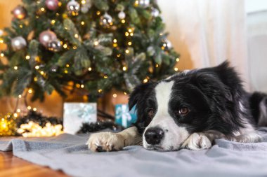 Evdeki Noel ağacının yanında duran hediye kutusuyla ve çözülmüş çelenk ışıklarıyla şirin köpek yavrusu Colie 'nin komik portresi. Tatil için hazırlık. Mutlu Noeller konsepti.