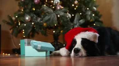 Noel Baba şapkalı, Noel Baba şapkalı komik köpek yavrusu sınır köpeği çoban köpeği evde Noel ağacının yanında yatıyor. Tatil için hazırlık. Mutlu Noeller konsepti