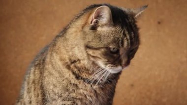 Koyu kahverengi arka planda poz veren kibirli kısa saçlı tekir kedi. Evde dinlenen küçük kedi yavrusu. Hayvan bakımı ve hayvan hayatı konsepti