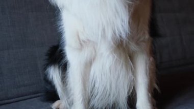 Köpek yavrusu Collie 'nin komik bir portresi. Evdeki kanepede dinlenen sevimli bir köpek. Evcil hayvan konsepti. Komik duygusal köpek.