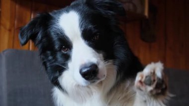 Köpek yavrusu Collie 'nin kanepede el sallayan patisinin komik bir portresi. Evdeki kanepede dinlenen sevimli bir köpek. Komik duygusal köpek, şirin poz. Köpek pençesini kaldır.